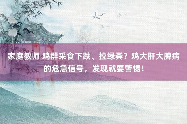 家庭教师 鸡群采食下跌、拉绿粪?鸡大肝大脾病的危急信号,发现就要警惕!
